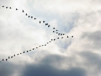 Low angle view of birds flying in sky