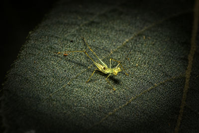 Close-up of insect