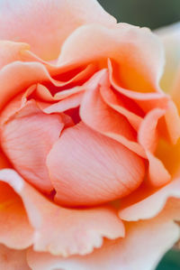 Macro shot of rose