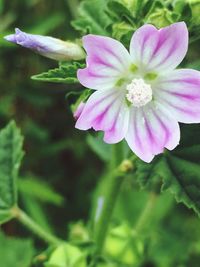 Close-up of pink flower blooming outdoors