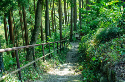 Trail amidst trees in forest