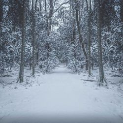 Snow covered trees in forest during winter