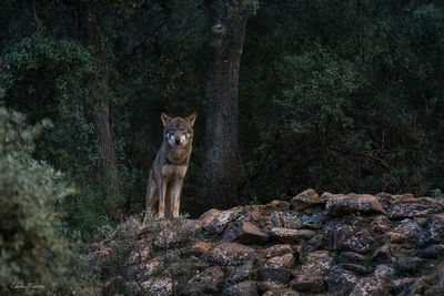 Portrait of cat sitting on rock