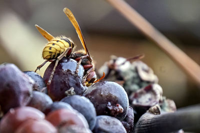 Close-up of honey bee