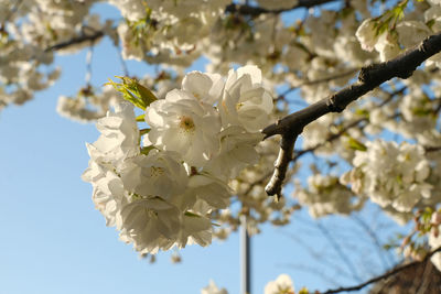 Close-up of white cherry blossom tree
