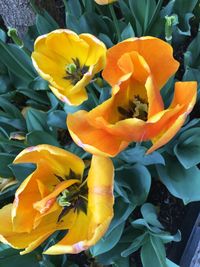 Close-up of yellow flower