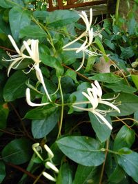 Close-up of plants