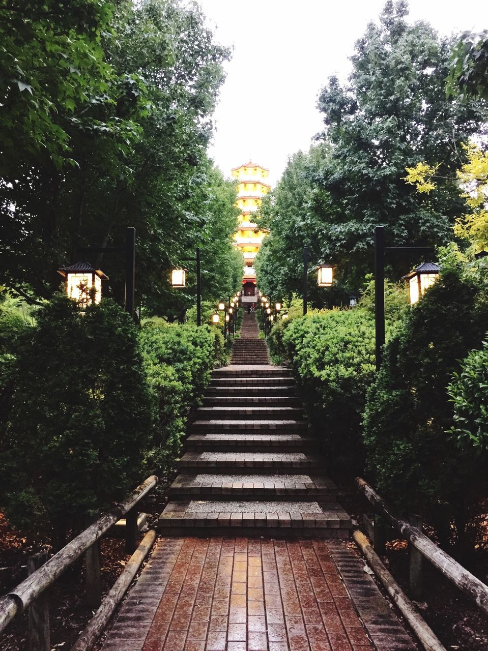 tree, the way forward, built structure, architecture, railing, building exterior, diminishing perspective, growth, clear sky, vanishing point, footbridge, walkway, steps, footpath, day, outdoors, green color, park - man made space, walking