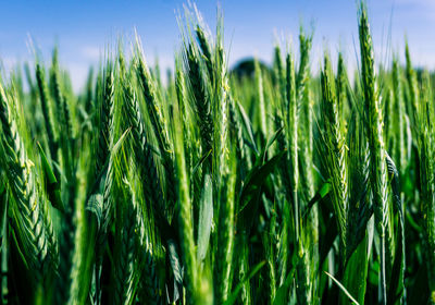 Wheat crops in field on sunny day