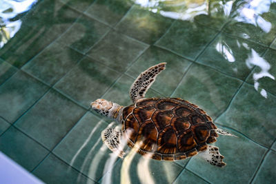 High angle view of lizard on tiled floor