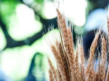 Close-up of wheat growing on field