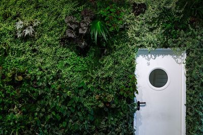 Plants growing on a tree