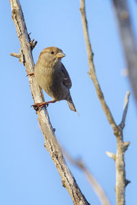 Low angle view of bird perching on tree against clear sky