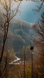 Scenic view of forest against sky during autumn