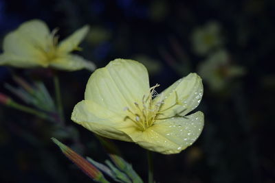 Close-up of water drops on flower