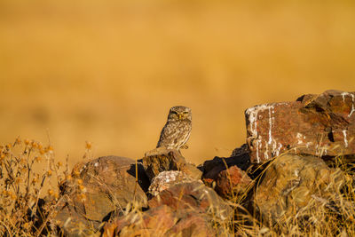 Close-up of lizard on rock