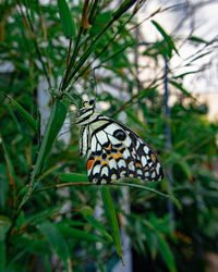 Butterfly on flower