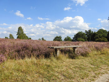 Plants on field against sky