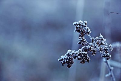 Close-up of frozen flower tree during winter