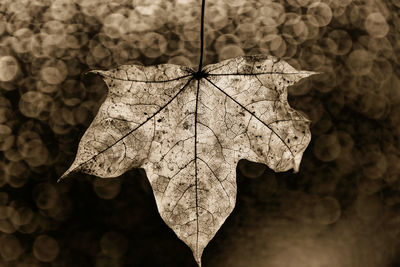 Close-up of dry leaves