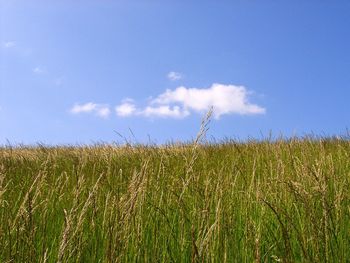 View of stalks in field against blue sky