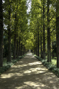 Footpath amidst meta sequoia trees in forest