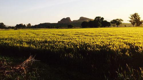 Scenic view of field against sky during sunset