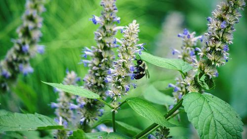 Bumble bee on flower outdoors