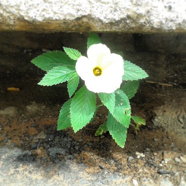 flower, fragility, petal, freshness, flower head, growth, single flower, beauty in nature, leaf, nature, close-up, plant, white color, blooming, in bloom, focus on foreground, stem, high angle view, water lily, outdoors