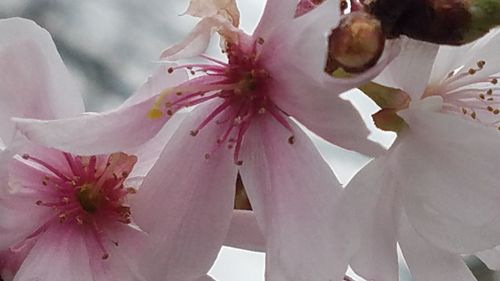 Close-up of fresh pink flowers against sky