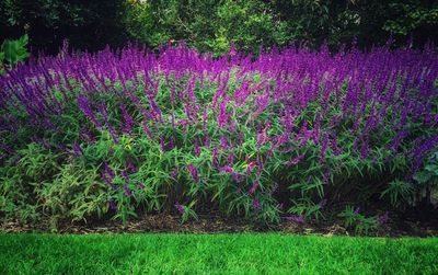 Pink flowers blooming on field