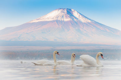 Swans swimming on lake against mountain