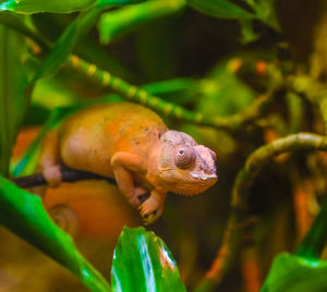 Orange chameleon looks out from the green leaves in an enclosure simulating rain forest.