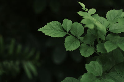 Close-up of green leaves