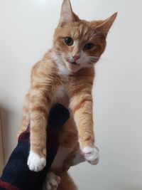 Cat sitting on floor