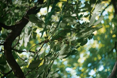 Fruits on tree