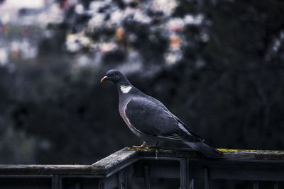 Bird perching on railing against blurred background
