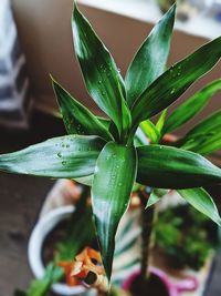 Close-up of succulent plant