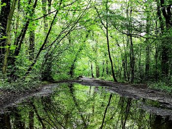 View of trees in forest