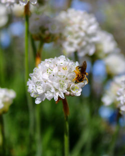 Close-up of bee pollinating on flower