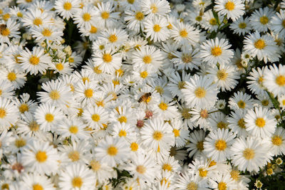 Full frame shot of white flowers