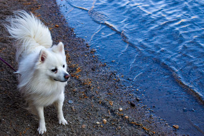 High angle view of dog standing on land