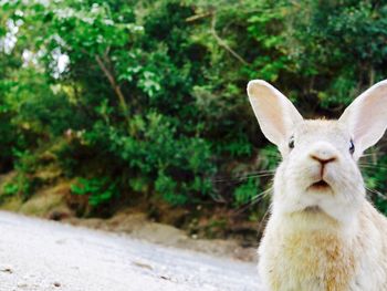 View of rabbit with trees in background