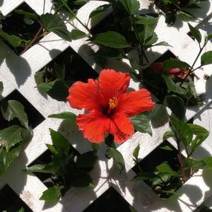 Close-up of red flower