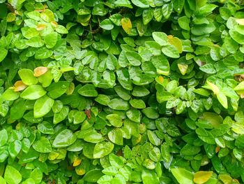 Full frame shot of leaves