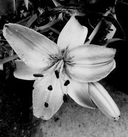 Close-up of white flowers