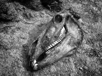 High angle view of animal skull on rock