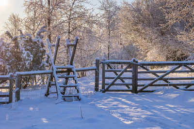 Trees on snow covered field