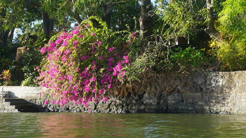 Pink flowering plants by lake in park