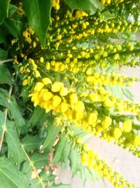 Close-up of yellow flowering plant